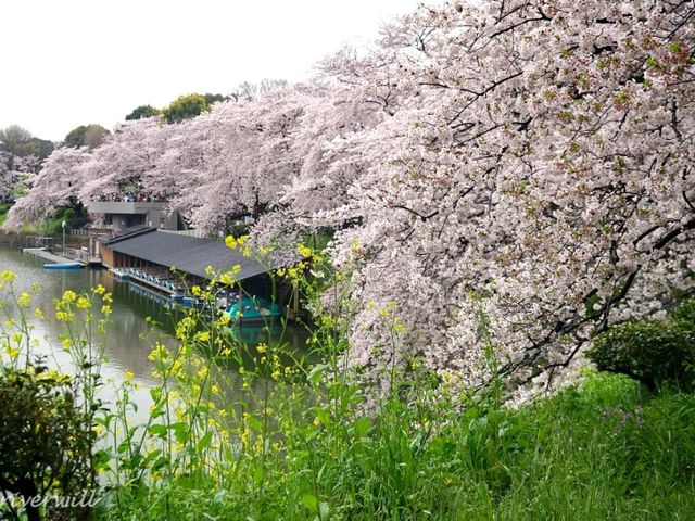 【東京】都内随一の桜の名所！旧江戸城お濠の「千鳥ヶ淵」
