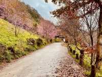  非去不可*新竹必踩櫻花點**司馬庫斯**