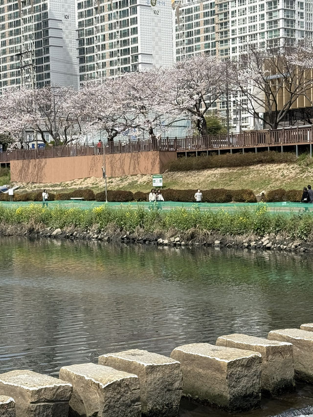 부산 도심속에서 떠나는 벚꽃여행 🎀