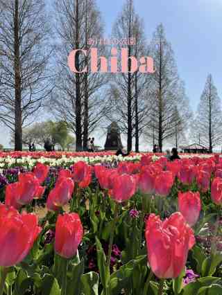 【チャチャめだか】　あけぼの　２ペア＋２ チャチャめだか あけぼの ２ペア＋２