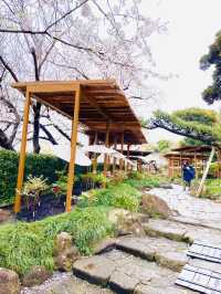 【神奈川県/鎌倉　豪華爛漫✨春ぼたんと桜が楽しめる美しい庭園】