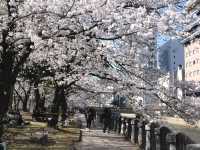 แจกพิกัดชมซากุระกลางเมือง Fukuoka