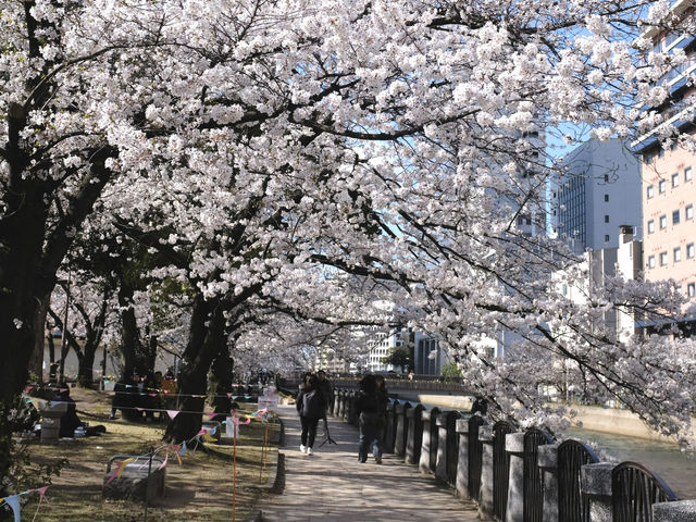 แจกพิกัดชมซากุระกลางเมือง Fukuoka