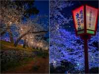 【愛知県】ライトアップが幻想的✨岡崎城公園のさくら