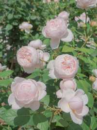 สวนกุหลาบกลางเมือง เข้าฟรี! ที่โอซาก้า🌹