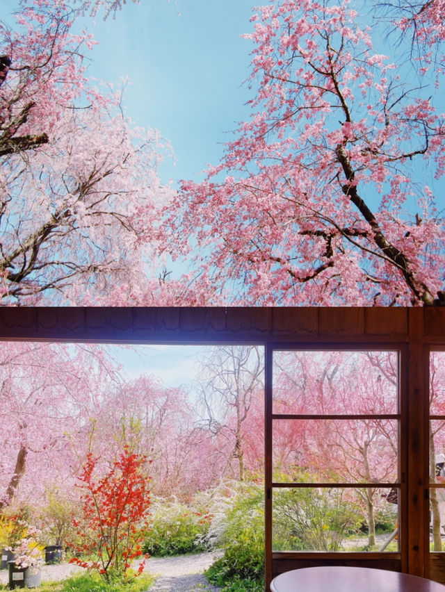 【京都】桜の穴場スポット🌸お花見・カフェ・神社・庭園