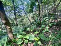 感受大自然的魅力⛰️✨鳳凰山森林公園🧗 