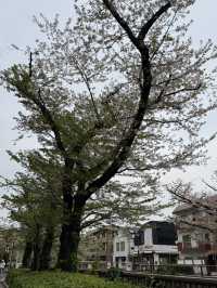 目黒川の桜が楽しめるスターバックス🌸