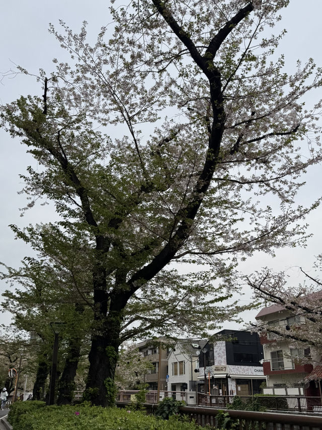 目黒川の桜が楽しめるスターバックス🌸