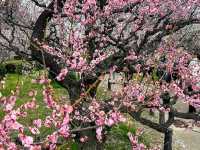 大阪賞櫻-花博公園鶴見綠地，世界各國庭園造景