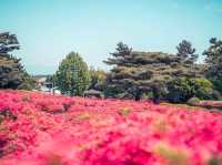 Komuroyama in Color: A Blooming Spring Escape