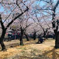 大阪城賞櫻，西之丸庭園與天狩閣的櫻花絕景