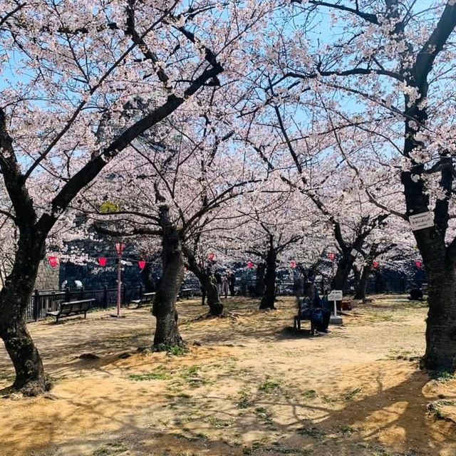 大阪城賞櫻，西之丸庭園與天狩閣的櫻花絕景