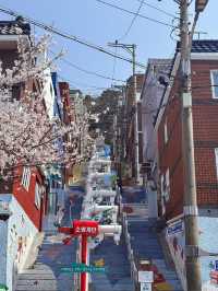 Chasing Cherry Blossoms Through Busan Streets