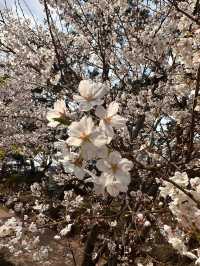 Chasing Cherry Blossoms Through Busan Streets