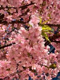 Petals & Skylines: The Poetry of Tokyo’s Cherry Blossoms