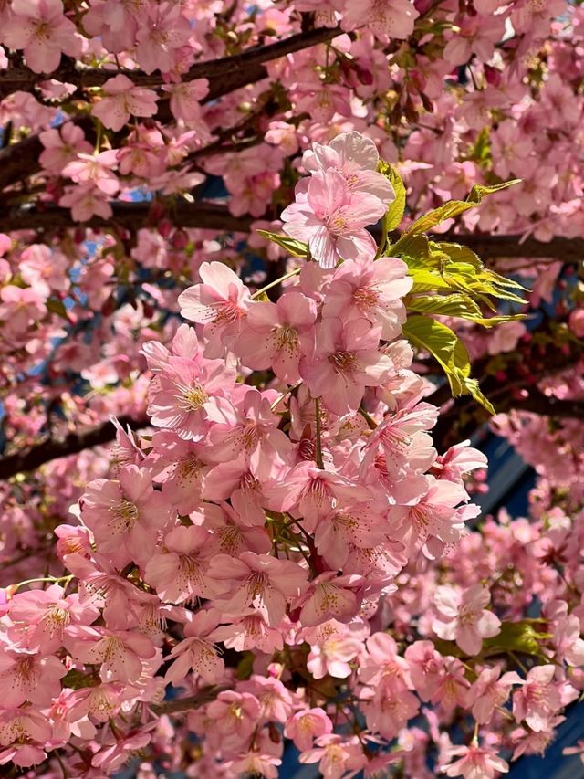 Petals & Skylines: The Poetry of Tokyo’s Cherry Blossoms