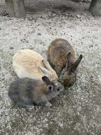 【うさぎ島】大久野島で癒される🐰