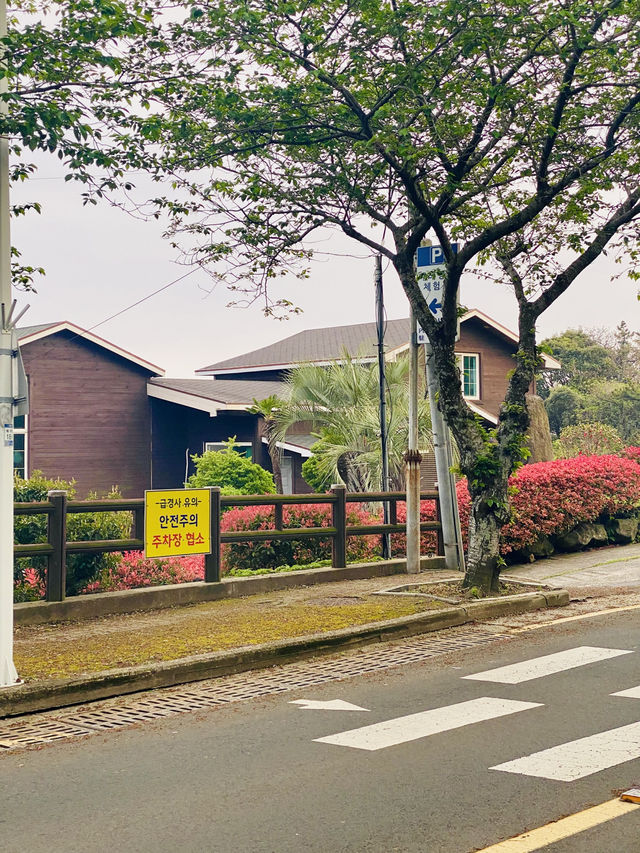 Seogwipo's Flower-Lined Roads in April