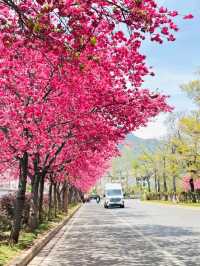 8 Days Across Yunnan: A Scenic Soul Reset from Dali to Shangri-La