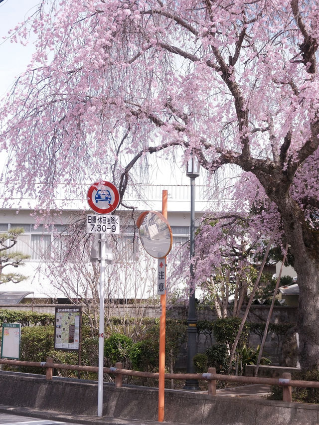 Nara: The Cherry Blossoms at Saho River—A Dream Come True! 🌸