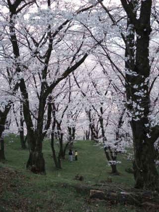 🌸 Kōbōyama: ฟิลเตอร์สีชมพูแสนฝันของฤดูใบไม้ผลิในชีวิตจริง 🌸