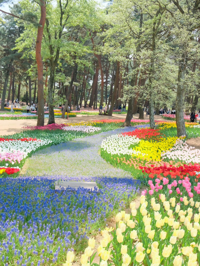 【茨城】まるでキューケンホフ公園⁈