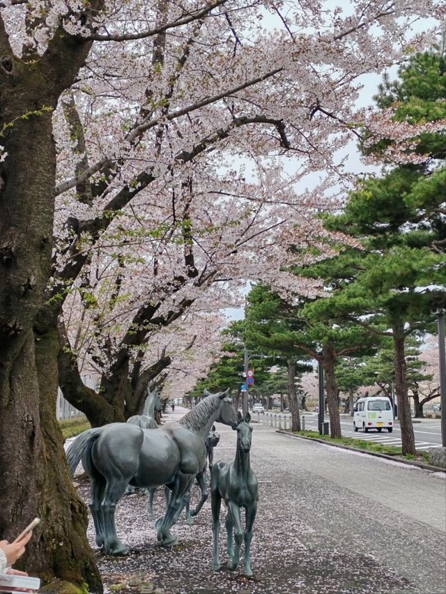 A True Springtime Wonderland in Northern Japan