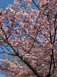 Springtime Reverie: Cherry Blossoms by Otaru's Canal