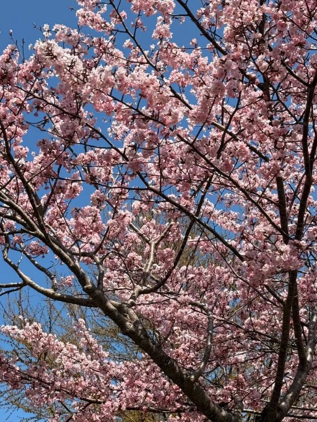 Springtime Reverie: Cherry Blossoms by Otaru's Canal