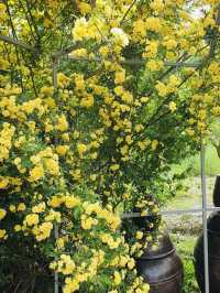Discovering Rosa Banksiae Magic at "Rising Bloom"