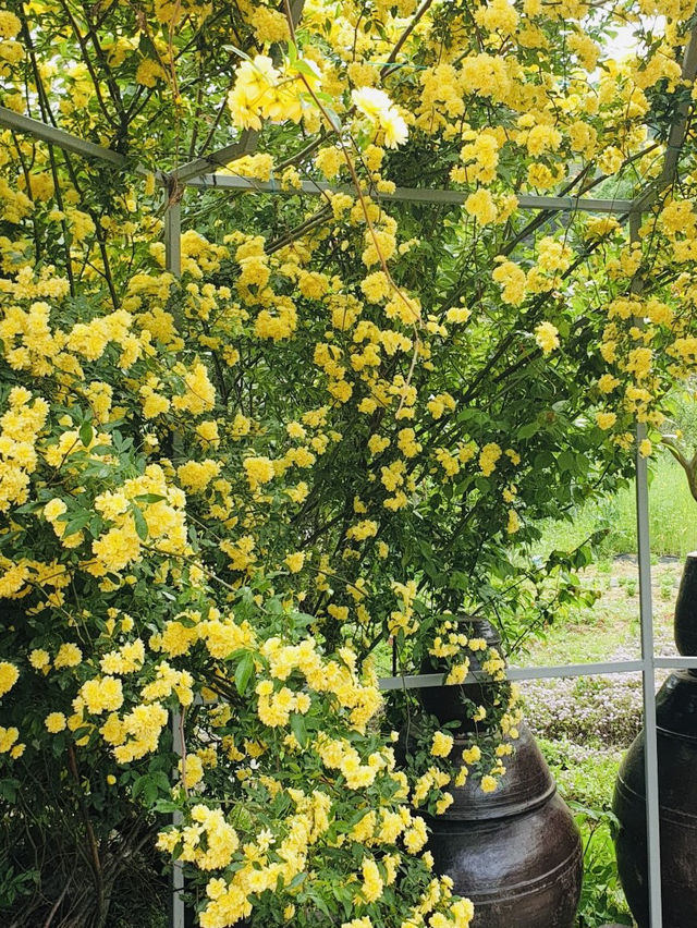 Discovering Rosa Banksiae Magic at "Rising Bloom"