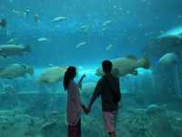 富國島珍珠樂園｜美人魚show必睇