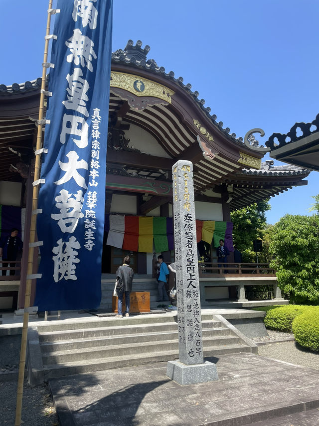 【日本🇯🇵】玉名　赤ちゃん土俵入り