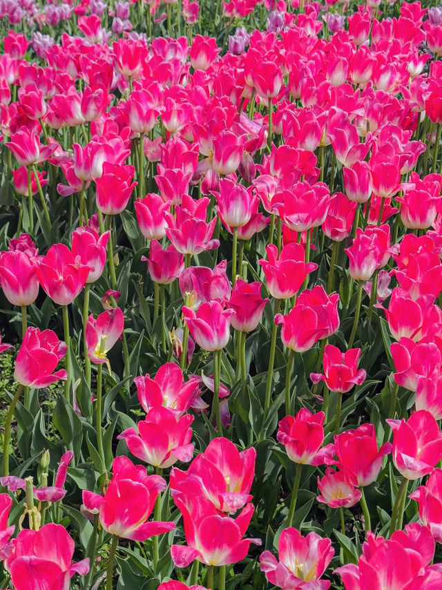 Late April Visit in Byukchoji Gardens 