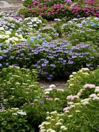 【茨城】これだけ多種多様の紫陽花を見たのは初めて！！