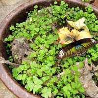 Cameron Highlands Butterfly Farm: A Colourful Nature Experience