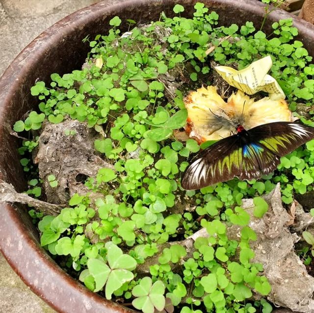 Cameron Highlands Butterfly Farm: A Colourful Nature Experience