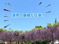 【限定イベント】曼陀羅寺公園の藤まつり