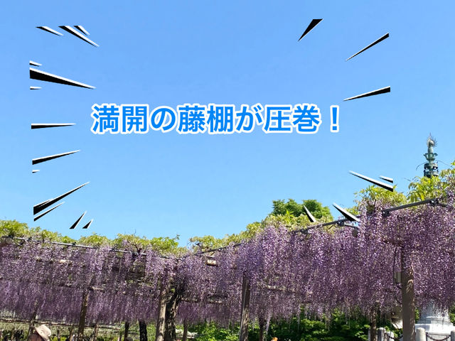【限定イベント】曼陀羅寺公園の藤まつり