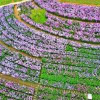 สวนดอกไม้ ป้างฮวา 🌺 l เชียงใหม่