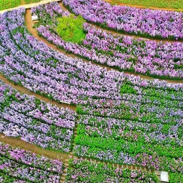 สวนดอกไม้ ป้างฮวา 🌺 l เชียงใหม่