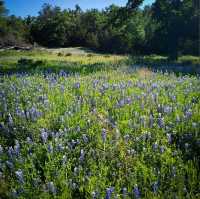 Willow City Loop (Bluebonnet Trail) – TX Hill Country