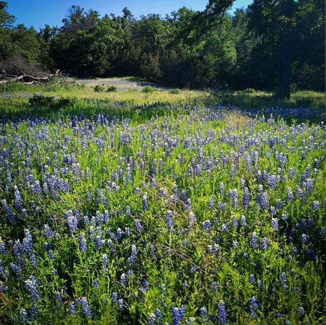 Willow City Loop (Bluebonnet Trail) – TX Hill Country