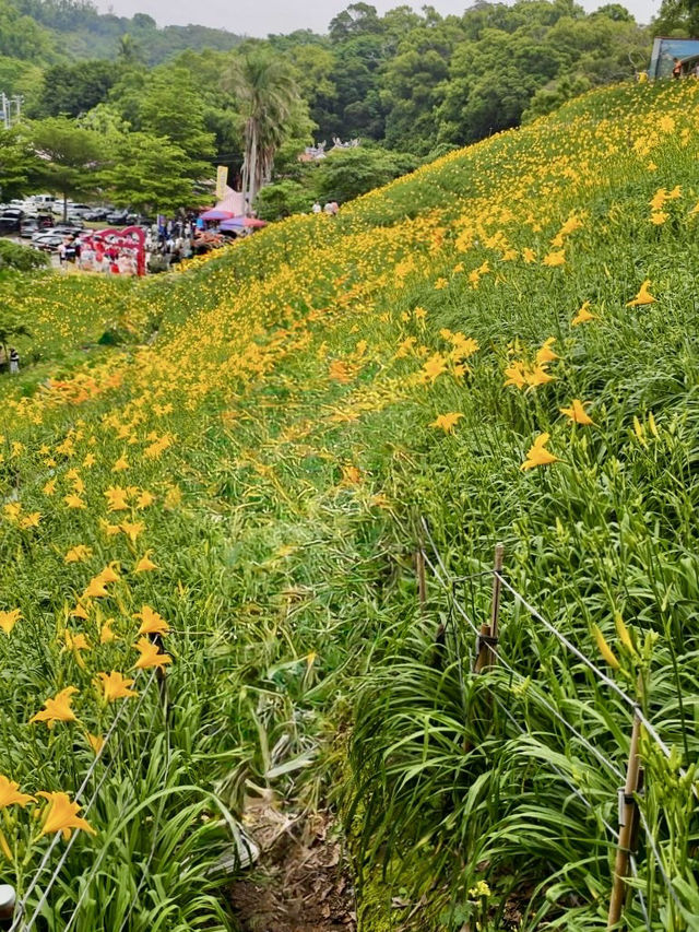 彰化虎山巖3萬株金針花齊力綻放！  