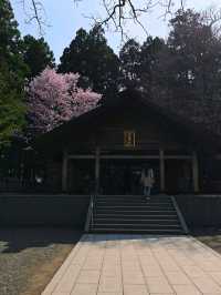 Sakura Blooming at Maruyama Park: A Springtime Escape