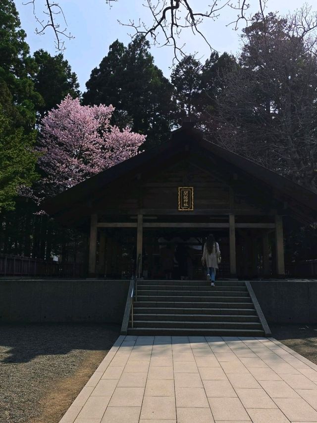 Sakura Blooming at Maruyama Park: A Springtime Escape