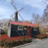 Cherry Blossom Dreams at Qingdao’s Zhongshan Park