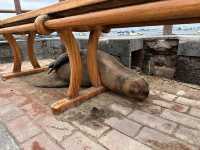 【サンクリストバル島】鳴き声に包まれるアシカの楽園と、旅の締めにふさわしい心地よさ。