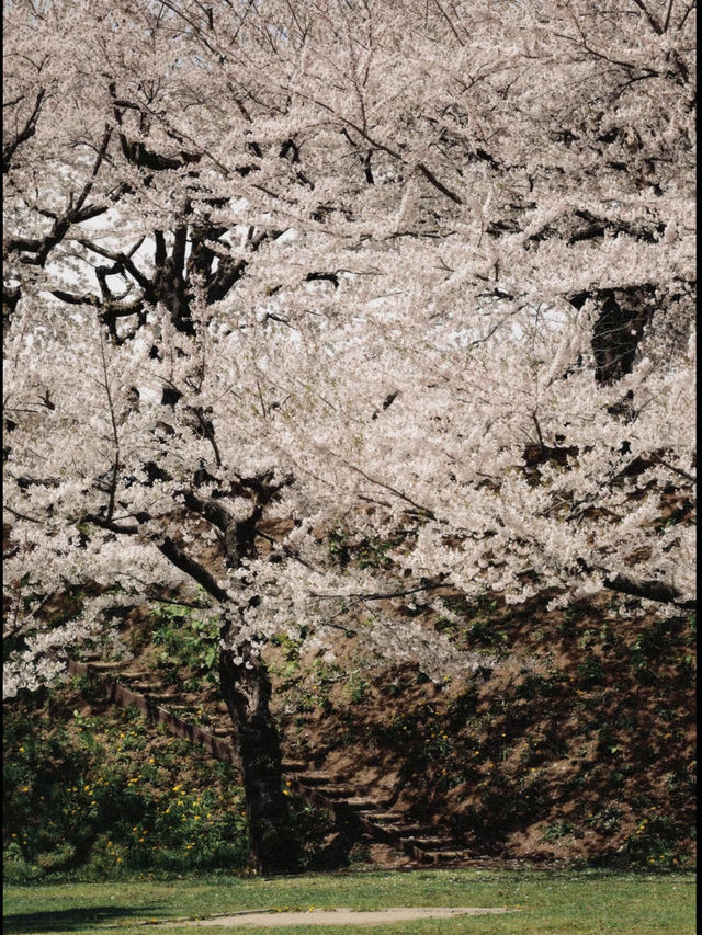 🌸 Hakodate | Why Did No One Tell Me It Was This Beautiful?! 🌸
